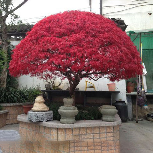 羽毛枫树苗庭院植物盆栽红枫树苗青红羽毛枫苗羽毛枫小苗绿化乔木