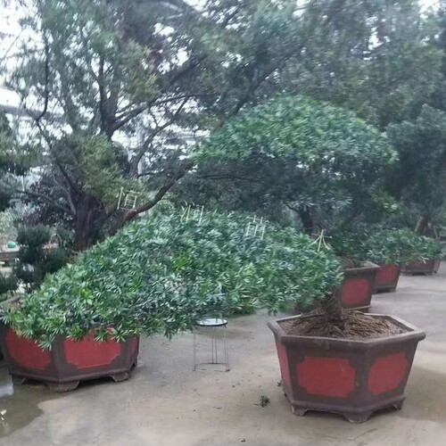 松  庭院树苗 造型专用盆景树桩 绿植 发货带大土球 罗汉
