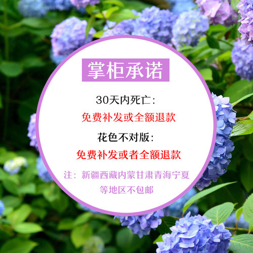 绣球花花苗大苗室内阳台庭院植物无尽夏八仙绣球原盆原土带花发货