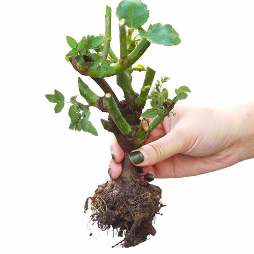 20.5元4颗玫瑰花苗四季室内阳台月季蔷薇盆栽爬藤花卉观花植物