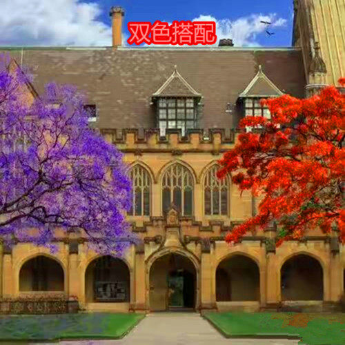 蓝花楹树苗  正宗珍稀名贵树苗 凤凰木 带土带叶子发货成活率高