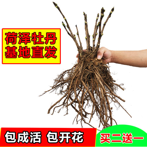 牡丹吊兰盆栽室内阳台观叶常春藤黄金葛金鱼花苗植物吸甲醛净化空
