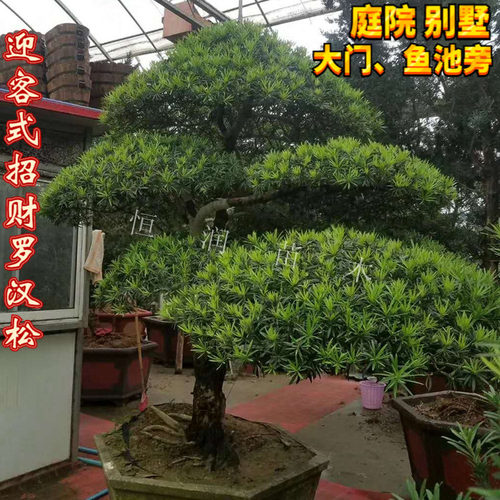 大型罗汉松 造型景观树 迎客松式盆景专卖 四季常青植物规格齐全