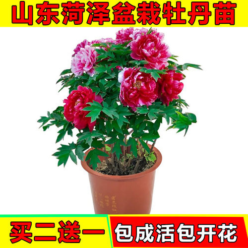 菏泽牡丹花苗大苗大花重瓣正宗洛阳当年开花盆栽观花庭院四季花卉