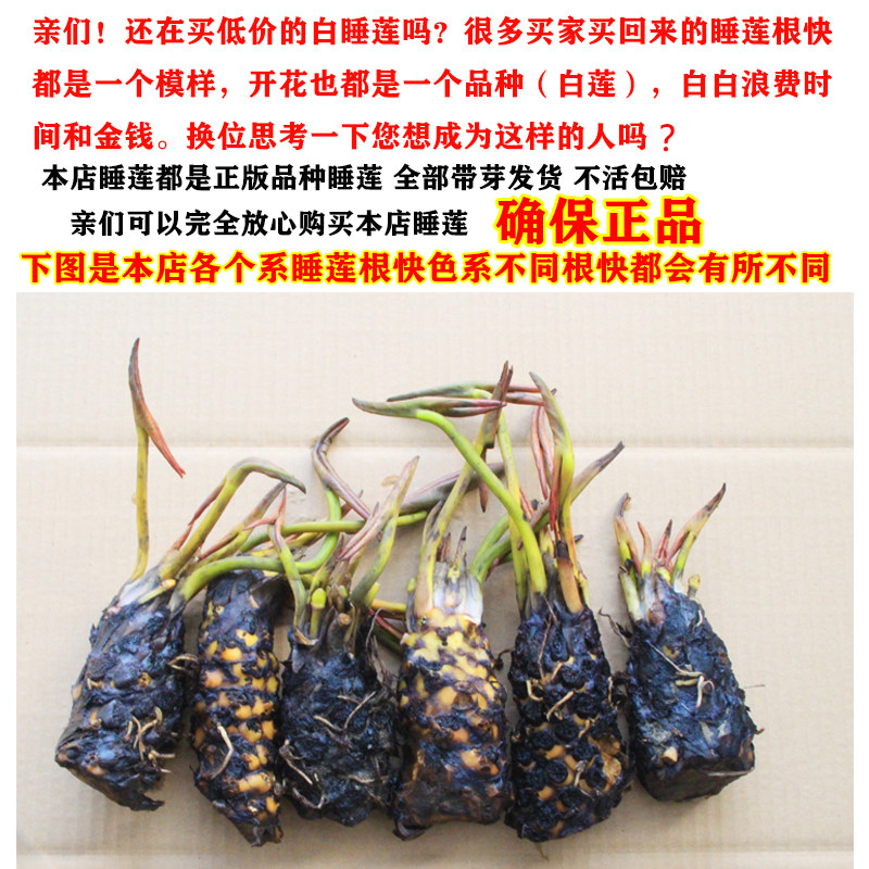 四季水生碗莲种子已开口水养花卉盆栽室内荷花睡莲种根块水培植物