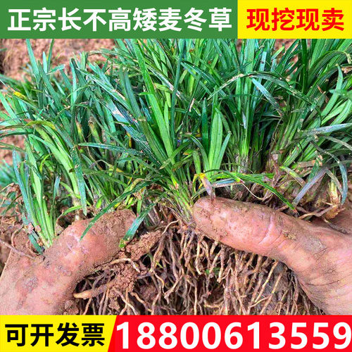 玉龙草苗金边细叶麦冬沿阶草正宗庭院日本矮麦冬草植物长叶苗草坪