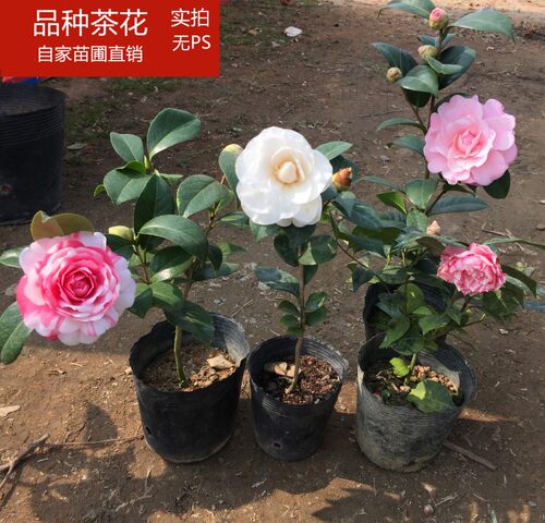四季植物茶花苗茶花树苗山茶花 室内盆栽花卉阳台客厅盆栽花卉