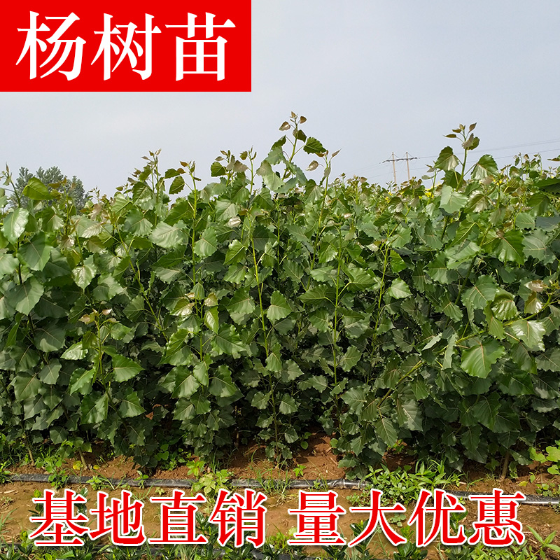 白杨树苗 白杨树 杨树苗 107速生杨树苗 植树造林 白杨苗【11