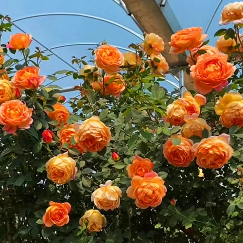藤本月季花苗特大花卉盆栽庭院植物玫瑰蔷薇爬藤爬墙好养四季开花