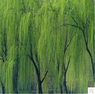 金丝垂柳苗黄金柳树苗速生竹柳养金蝉柳树苗垂柳小苗河边绿化树苗