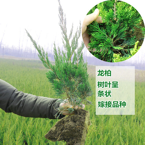 松籽树苗柏香松树苗罗汉迎客金钱松柏树墓地盆栽景植物常绿植庭院