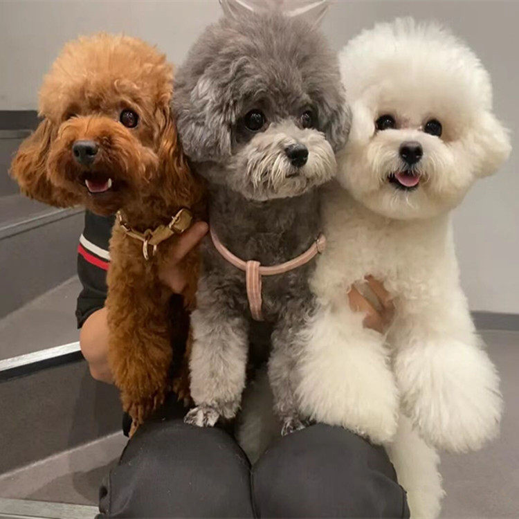 北京犬舍纯种泰迪幼犬灰色红色咖啡小体长不大茶杯犬玩具不掉毛