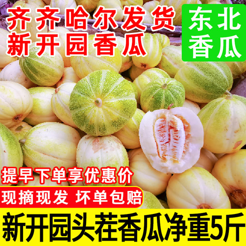 甜瓜香瓜大地开园头茬香瓜