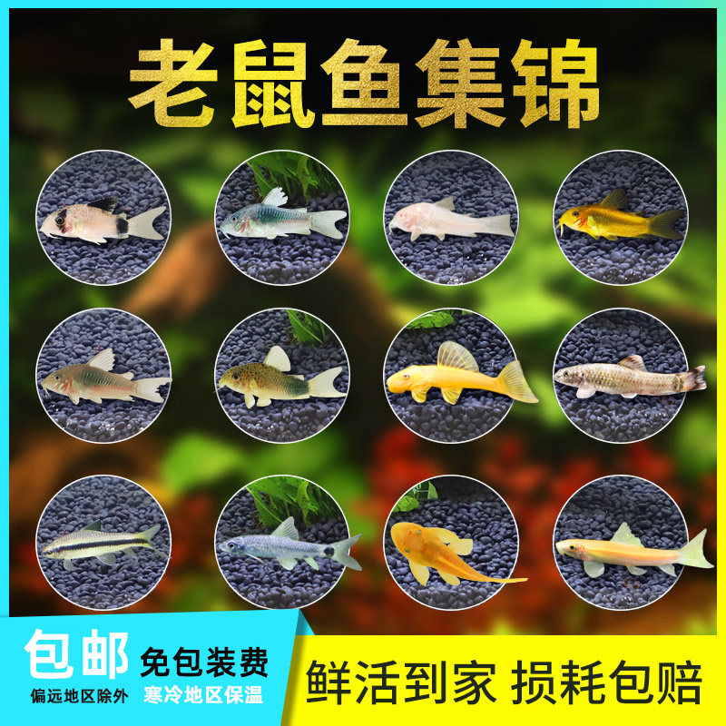 老鼠鱼清洁工具鱼熊猫白鼠黑线小猴除藻清道夫垃圾胡子大帆异形鱼在类目 宠物/宠物食品及用品, 水族世界, 鱼中 - 来自Buy2taobao.com提供专业的淘宝代购服务