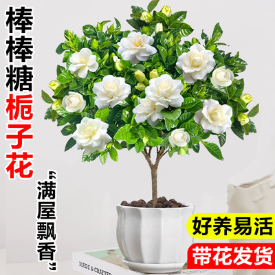 独杆老桩棒棒糖栀子花树苗带花苞