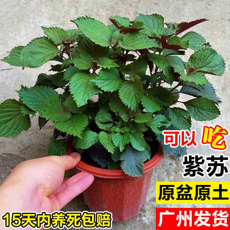 紫苏苗盆栽新鲜可食用紫苏叶烤肉薄荷香草料室内阳台绿植物九层塔