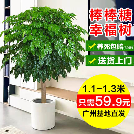 独杆棒棒糖幸福树客厅盆栽大绿植室内老桩四季常青好养吸甲醛植物