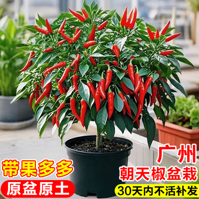 辣椒苗朝天椒盆栽可食用小米辣室外庭院四季结果指天椒种子蔬菜苗