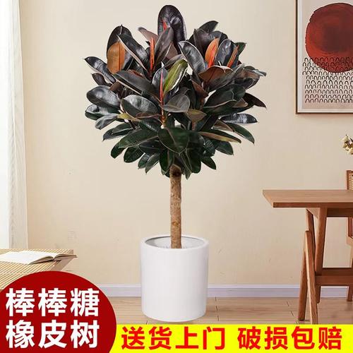 橡皮树黑金刚净化空气好养易活