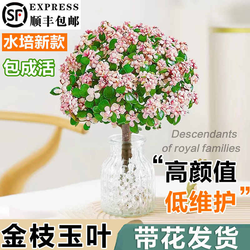 客厅办公室金枝玉叶盆栽四季开花图片