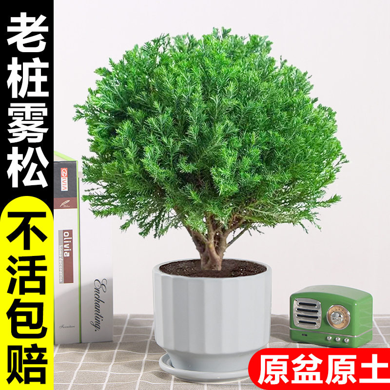 雾凇盆栽客厅办公室内桌面小绿植松树苗四季常青净化空气花卉植物
