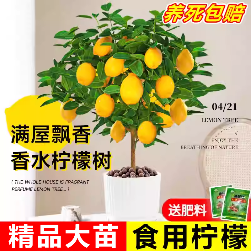 香水柠檬树阳台好养可食用果树苗