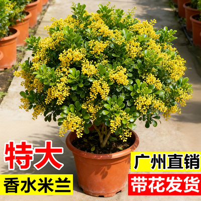 香水米兰花苗盆栽四季浓香开花