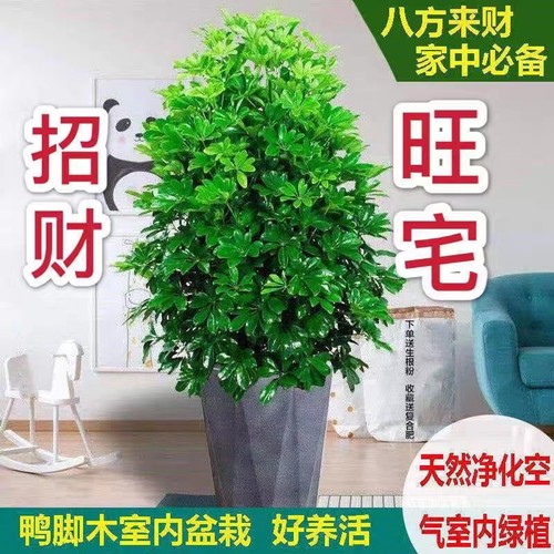 鸭脚木盆栽八方来财室内客厅绿植发财树四季常青七叶莲幸福树盆景