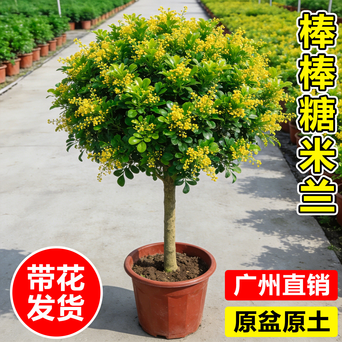 香水米兰花盆栽带花苞老桩树苗九里香阳台庭院四季开浓香花卉绿植图片