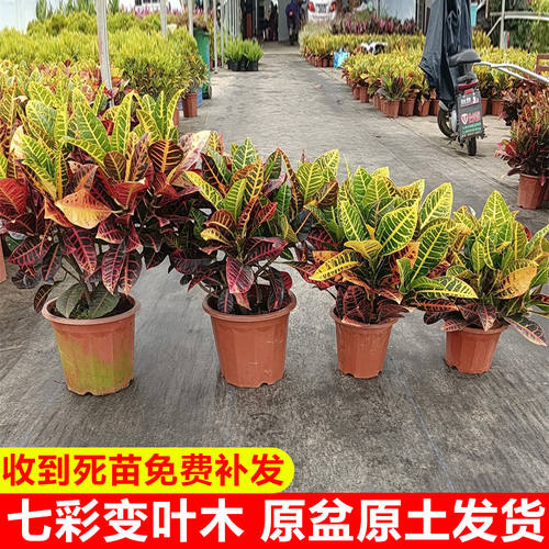 七彩变叶木室内净化空气耐寒耐热