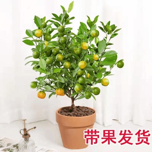 金桔树盆栽带果发货四季开花结果可食用客厅阳台庭院耐寒耐热好养