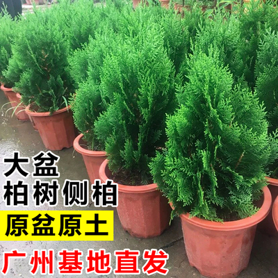 柏树树苗松柏扁柏盆栽侧柏室内阳台庭院除甲醛绿植物四季常青花卉