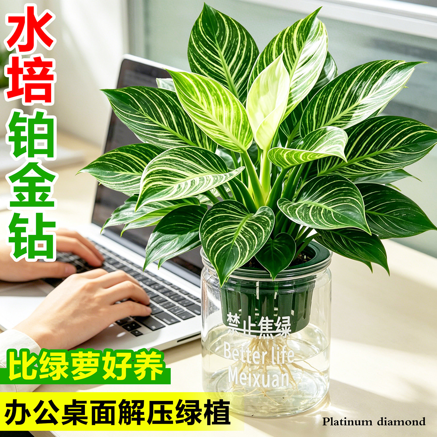 金丝铂金钻水培植物室内办公桌面四季常青懒人玛丽安净化空气绿植图片