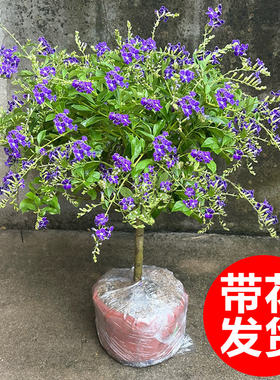 蕾丝金露花盆栽棒棒糖室内植物紫色鲜花阳台庭院耐热四季花卉绿植
