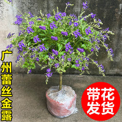 蕾丝金露花室内巧克力香味花卉