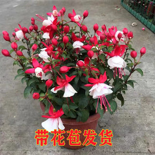 倒挂金钟灯笼花盆栽花卉植物室内鲜花重瓣阳台绿植四季开花带花苞