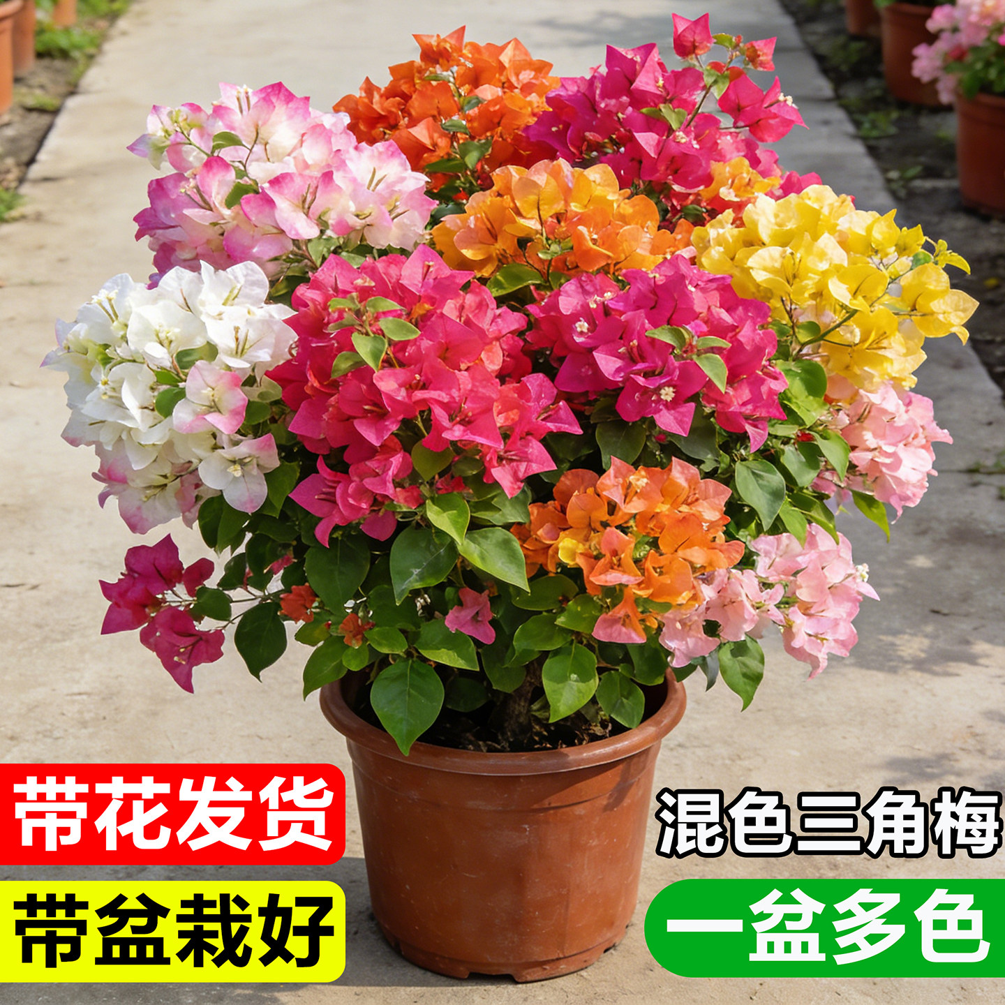 三角梅盆栽带花多色大花苗阳台庭院爬藤花卉绿植物室内鲜花四季开