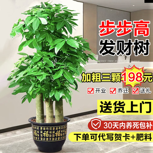 步步高三杆发财树开业送礼盆栽