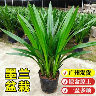 兰花墨兰盆栽室内植物名贵兰花苗客厅办公桌面绿植四季浓香型花卉