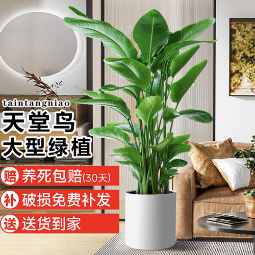 天堂鸟室内盆栽吸甲醛