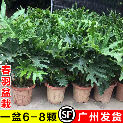 龙鳞春羽室内大型绿植四季常青