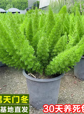 狐尾天门冬盆栽植物庭院花园阳台绿植四季常青耐热花卉九尾狐易养