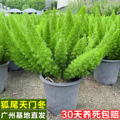 狐尾天门冬庭院花园阳台