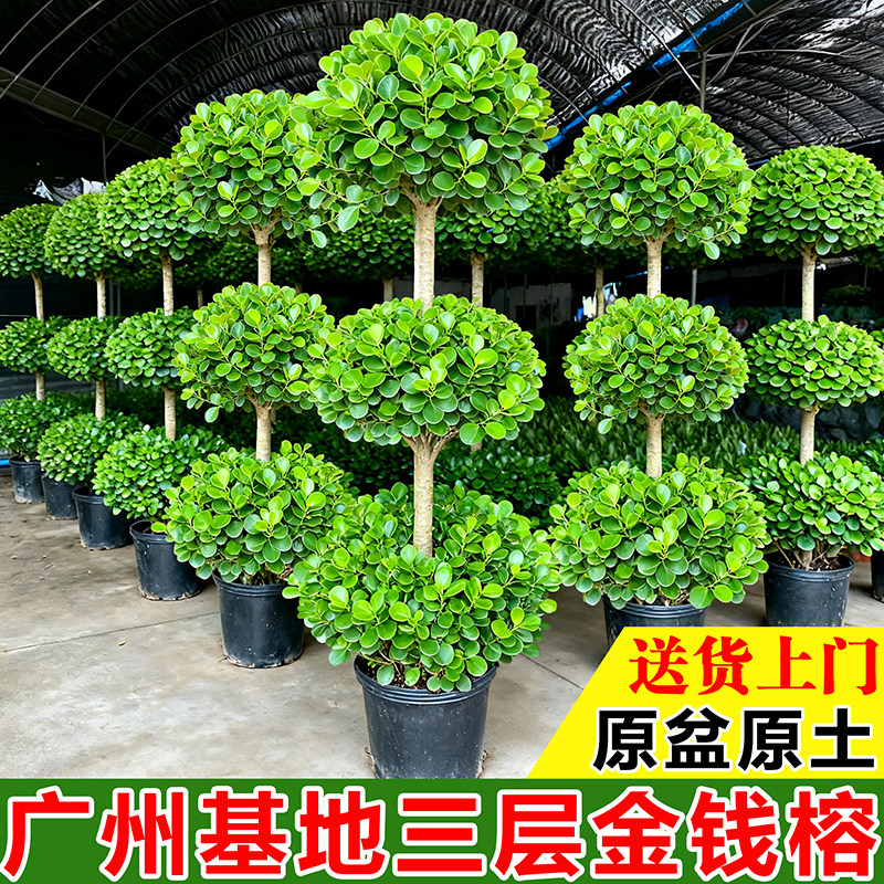 金钱榕客厅大盆栽造型榕树办公室内大型植物摇钱树落地绿植发财树,鲜花速递/花卉仿真/绿植园艺,大型绿植/成品组合盆栽,淘宝优惠券,粉丝福利购,淘宝优惠卷