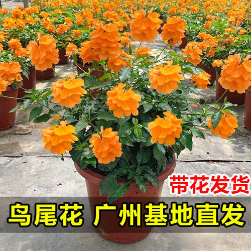 鸟尾花盆栽室内阳台四季开花