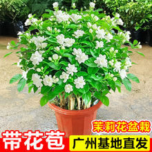 茉莉花盆栽带花苞重瓣虎头茉莉阳台耐热植物室内浓香花卉绿植盆景