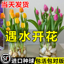 开花好养活绿植水仙花风信子鲜花盆栽 郁金香种球水培花卉阳台四季