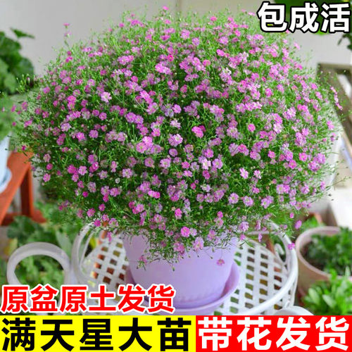 满天星盆栽室内庭院四季好养花卉