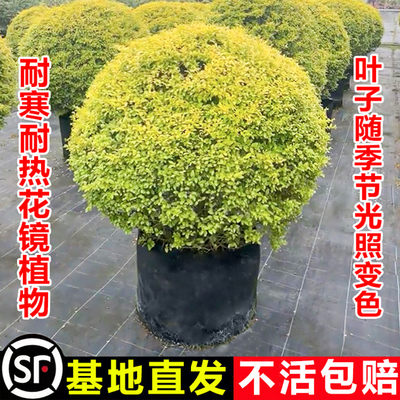 亮晶小叶球形女贞庭院耐寒热植物