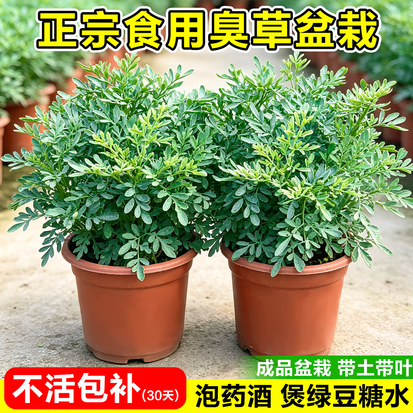 臭草盆栽芸香草可食用香草植物绿豆糖水室内阳台庭院驱蚊绿植艾草